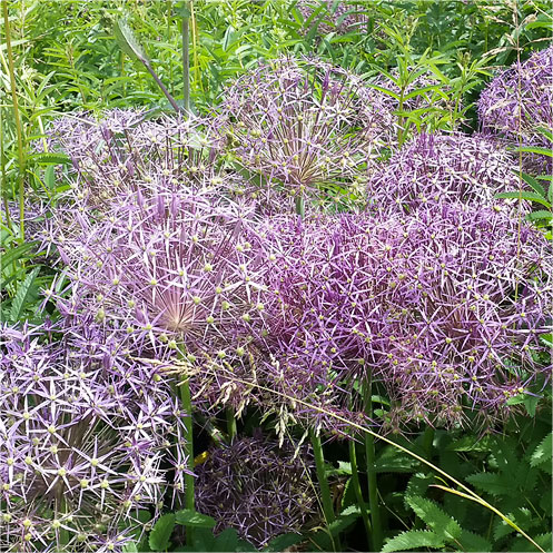 Garden flowers