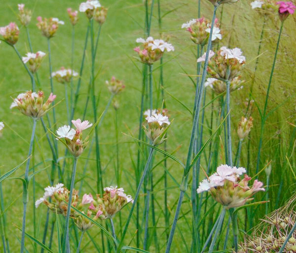 Services Services planting