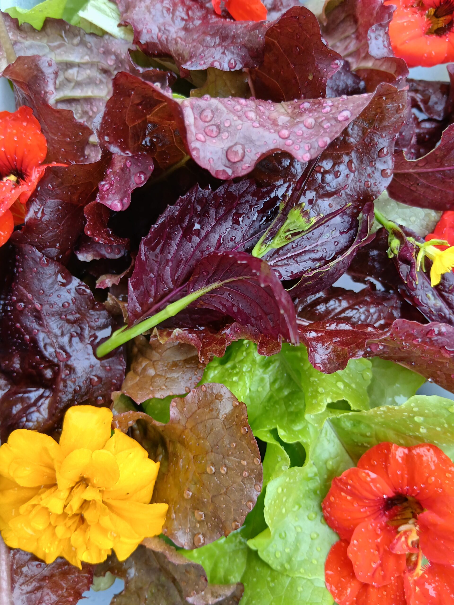 20251003_131305 Services planting